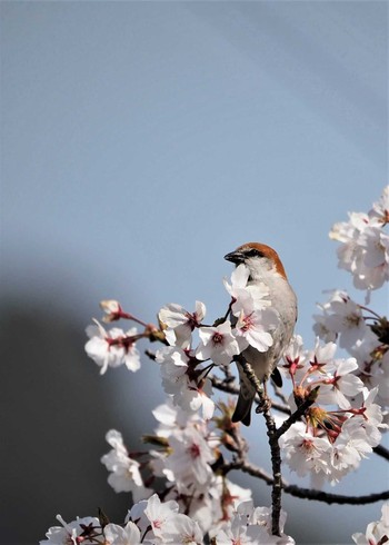 Russet Sparrow 姫路市 Thu, 4/7/2022