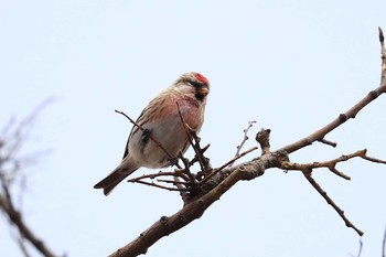 Common Redpoll Unknown Spots Sat, 11/11/2017