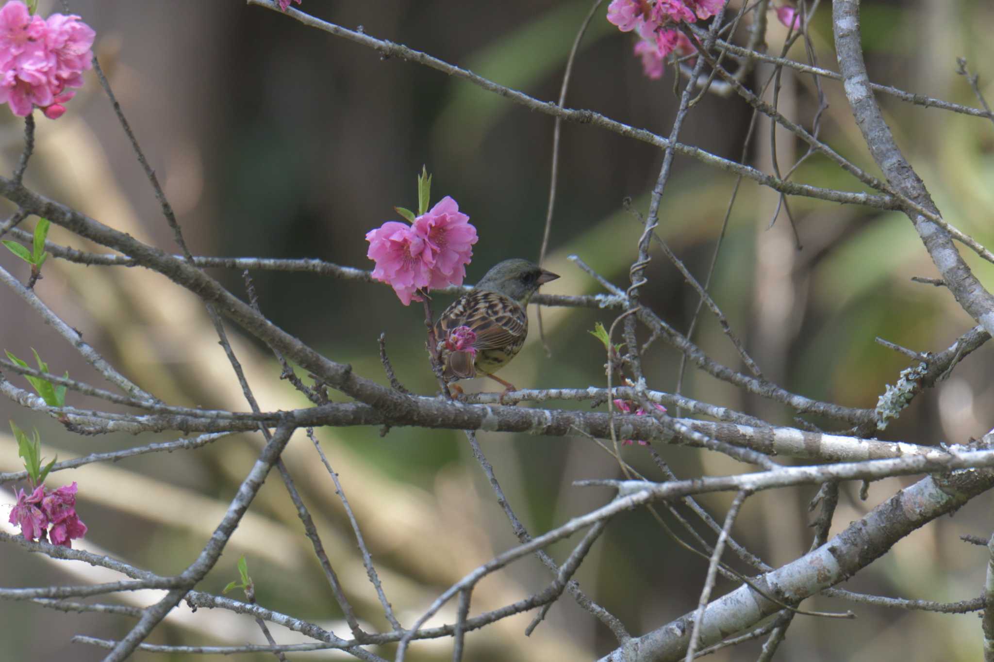 滋賀県甲賀市甲南町創造の森 アオジの写真 by masatsubo