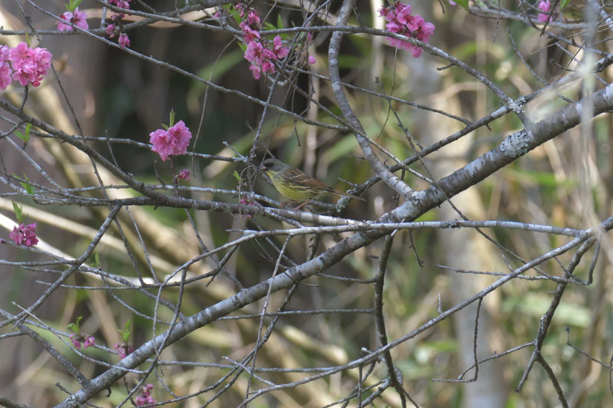 滋賀県甲賀市甲南町創造の森 アオジの写真 by masatsubo