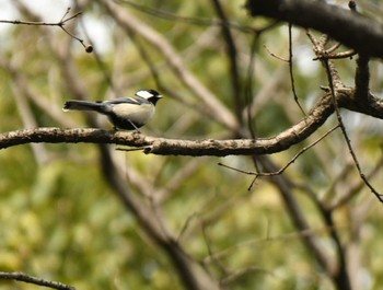 シジュウカラ 明治神宮 2022年4月7日(木)