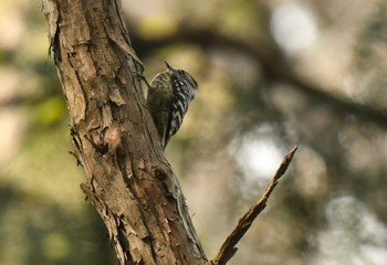 コゲラ 明治神宮 2022年4月7日(木)