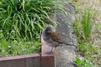 2022年4月7日(木) 宝梅の野鳥観察記録