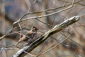 Rustic Bunting 静岡県 麻機遊水池(静岡市) Sun, 2/20/2022