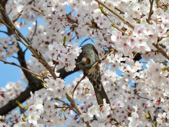 2022年4月7日(木) 摂津峡の野鳥観察記録