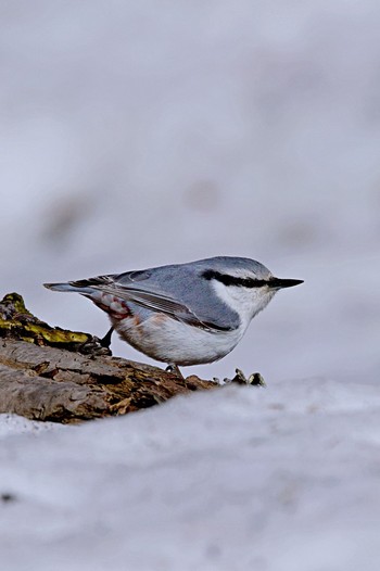 Eurasian Nuthatch(asiatica) 野幌森林公園 Tue, 4/5/2022