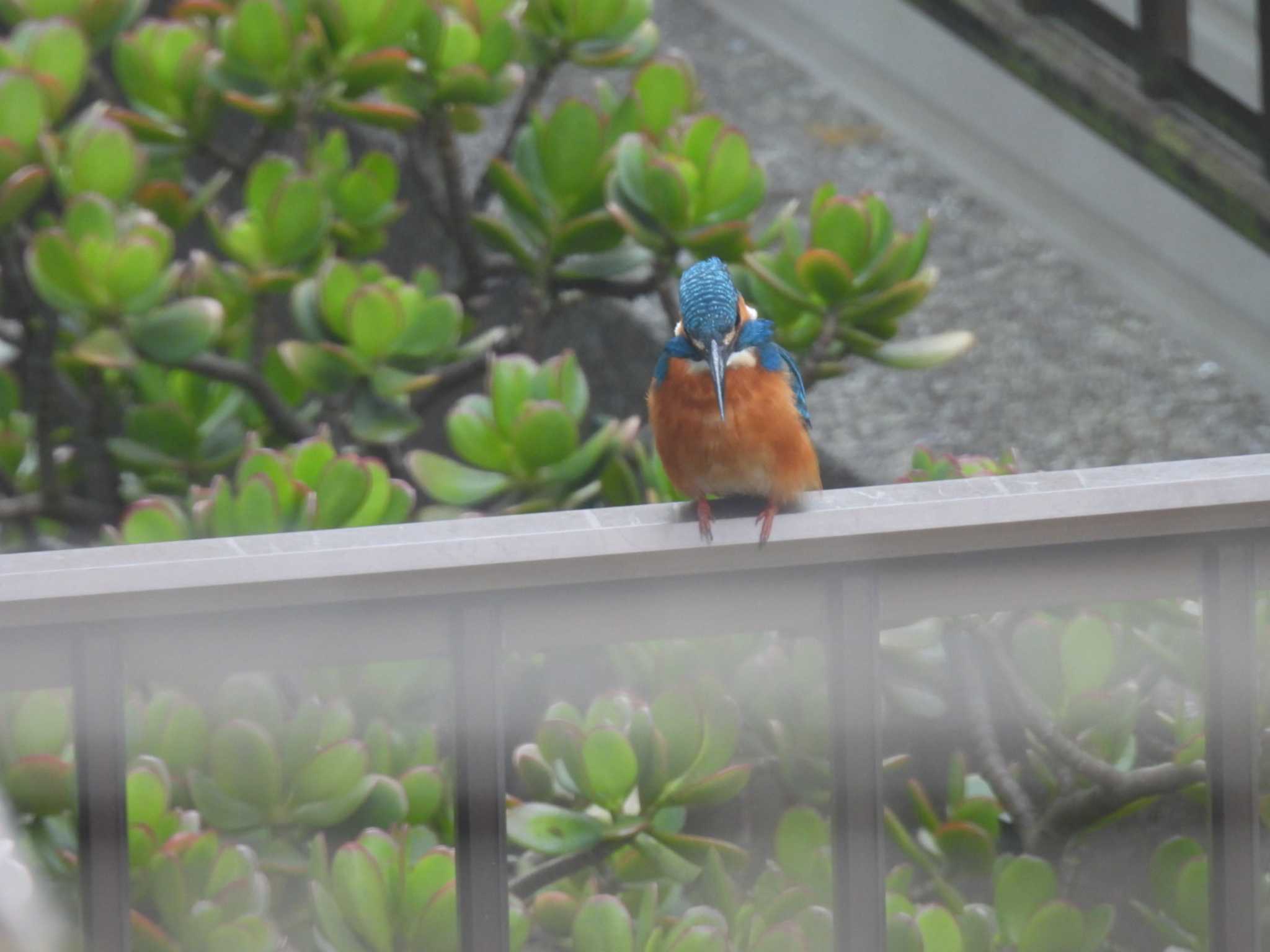 Photo of Common Kingfisher at 自宅 by カズー