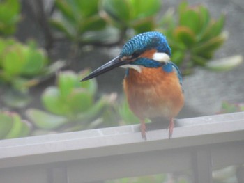 カワセミ 自宅 2022年4月7日(木)