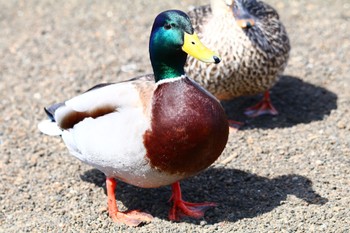 マガモ 山中湖 2022年4月6日(水)