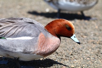 2022年4月6日(水) 山中湖の野鳥観察記録