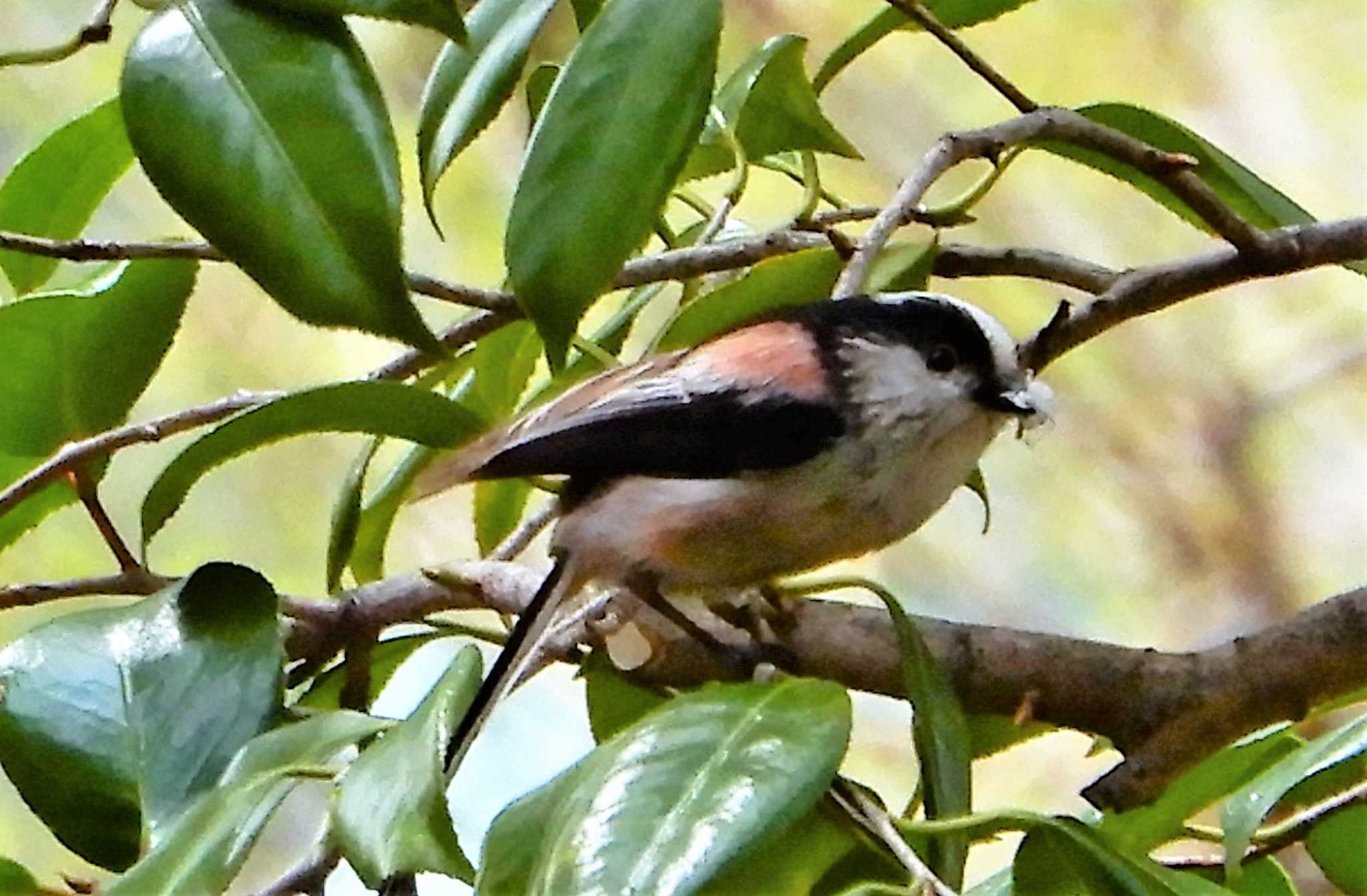 Long-tailed Tit