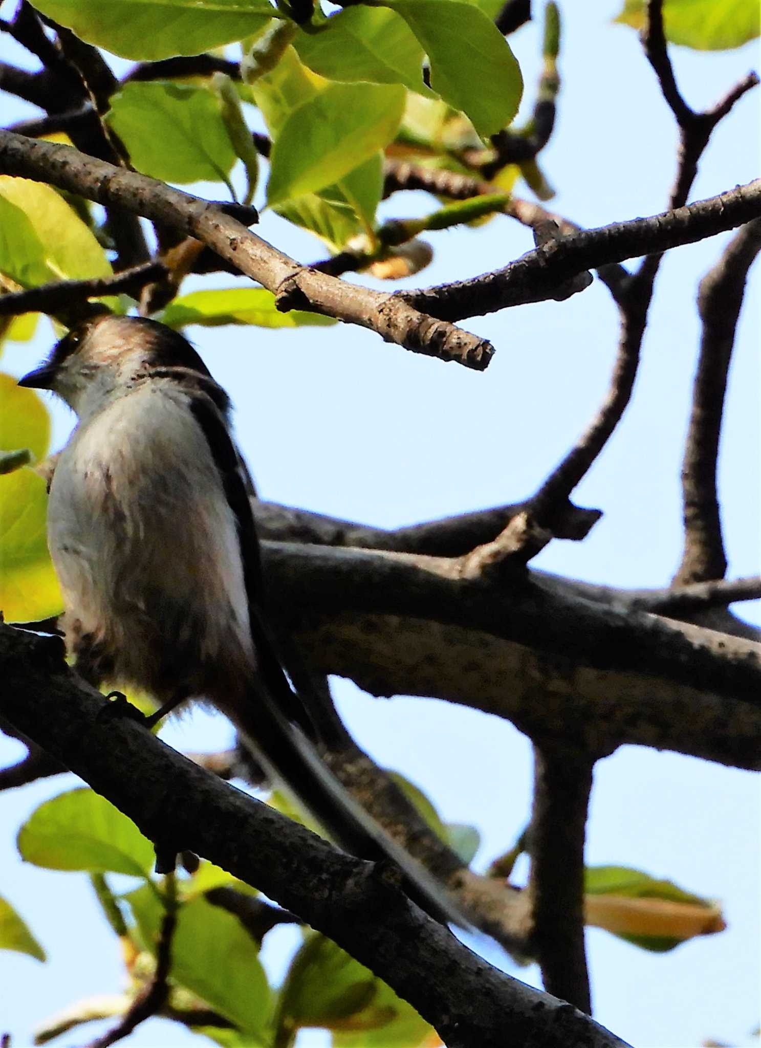 Long-tailed Tit