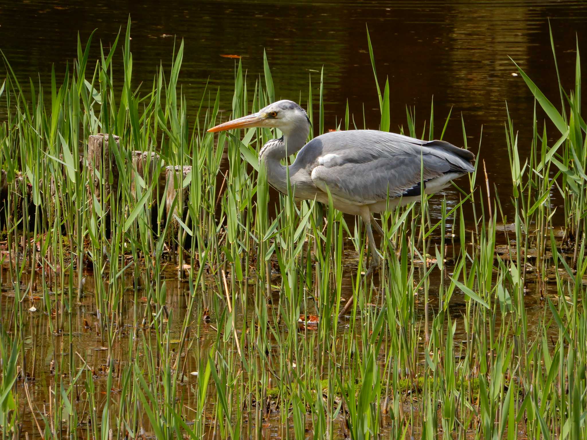 Grey Heron