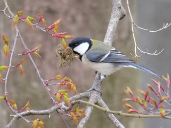 Japanese Tit 皆野町 Thu, 4/7/2022