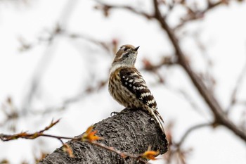 Japanese Pygmy Woodpecker 生の松原 Mon, 3/21/2022