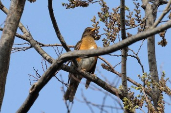 Brown-headed Thrush 猪名川公園 Fri, 4/8/2022