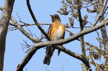 Brown-headed Thrush 猪名川公園 Fri, 4/8/2022