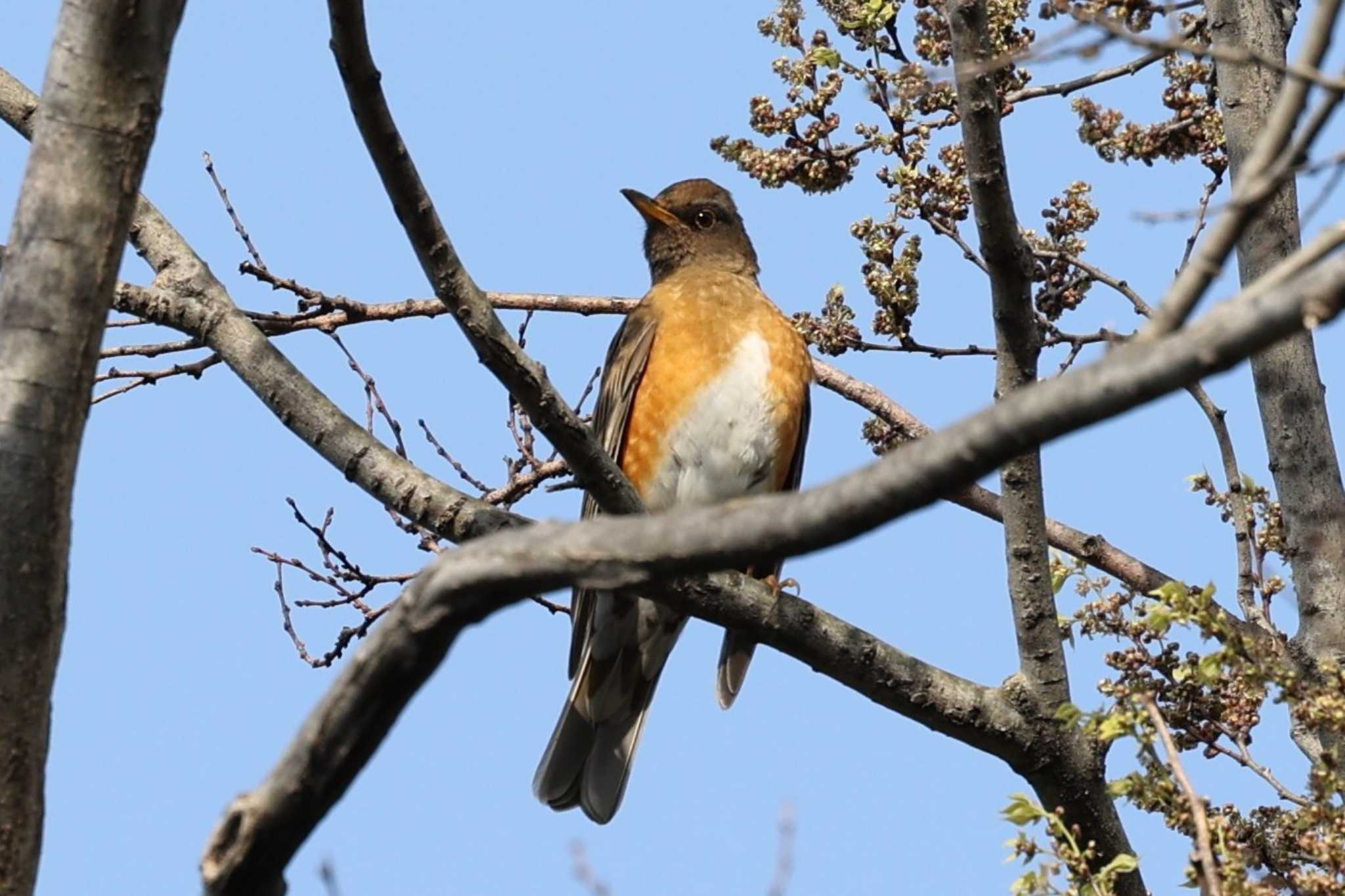 Photo of Brown-headed Thrush at 猪名川公園 by トビトチヌ