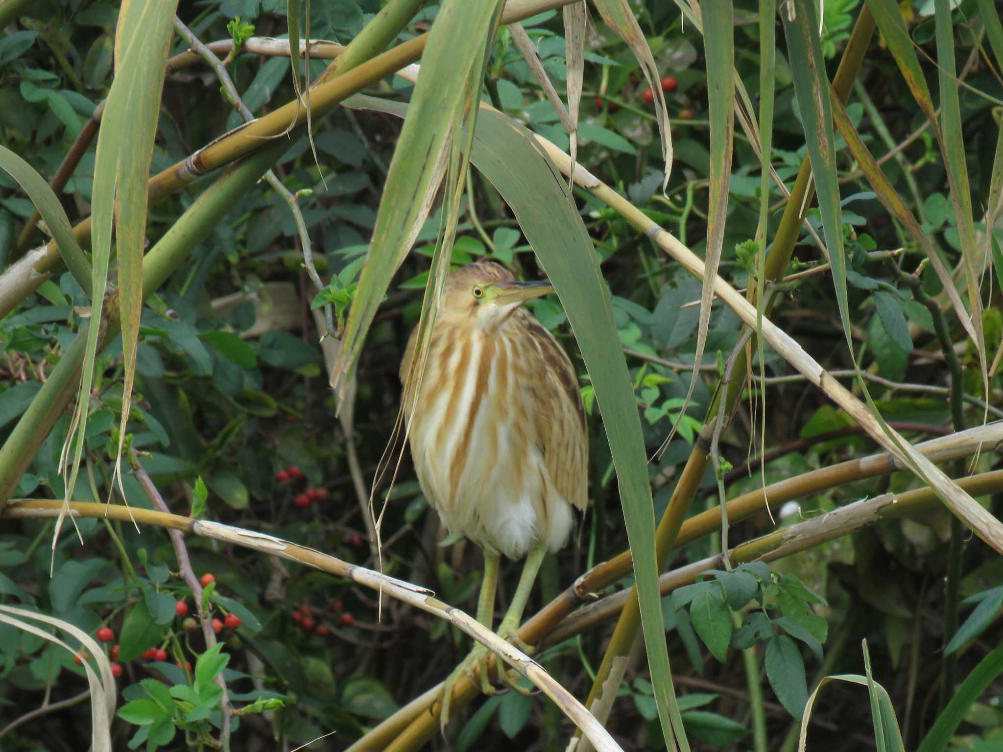 Photo of Yellow Bittern at 大阪府 by くーちゃる