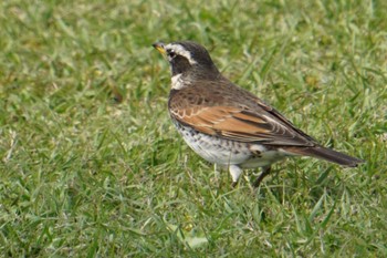 Dusky Thrush 江津湖 Thu, 4/7/2022