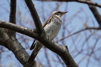 Dusky Thrush 江津湖 Thu, 4/7/2022