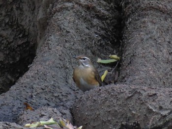 Eyebrowed Thrush 大阪府 Unknown Date