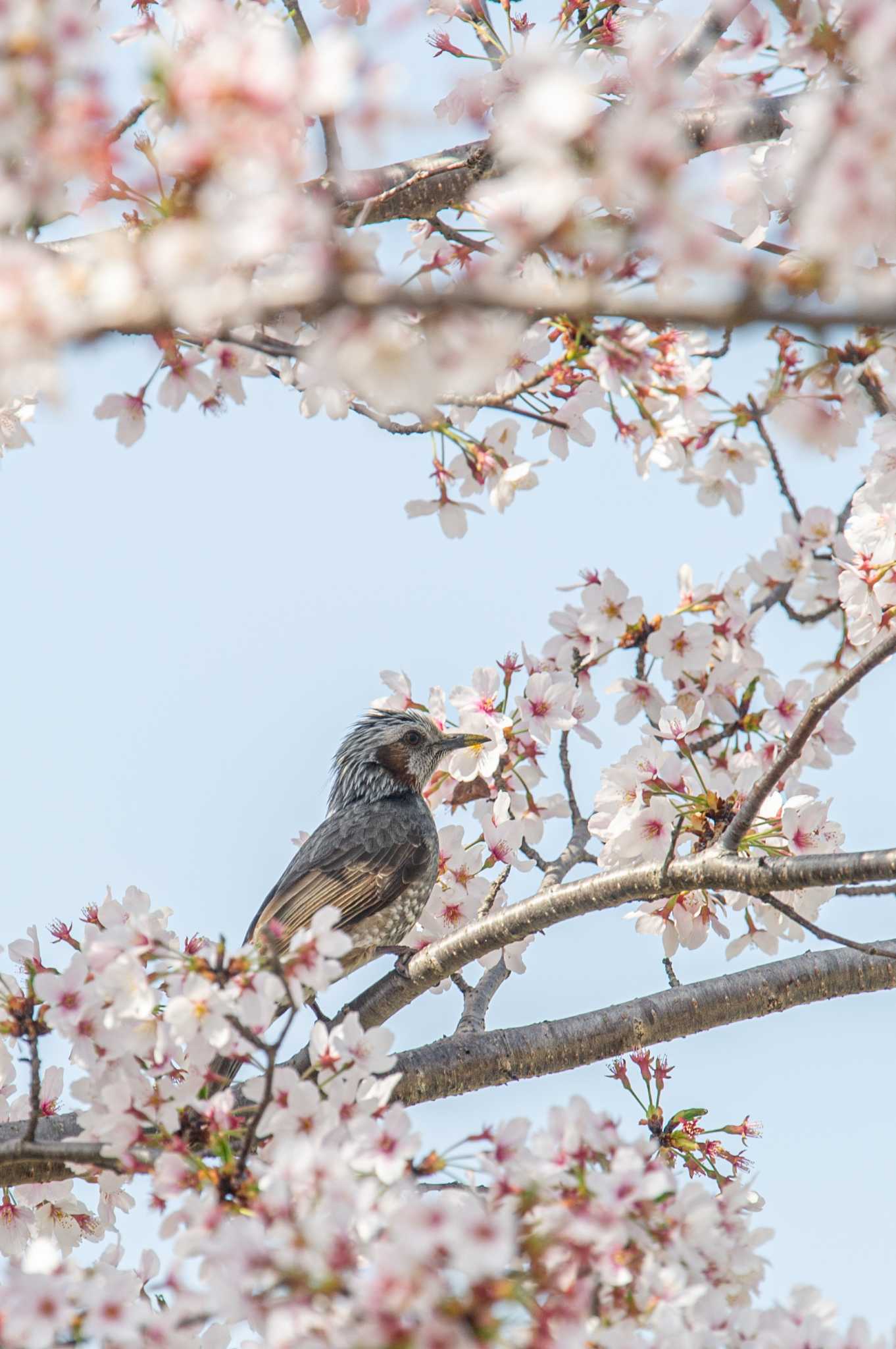 Photo of Brown-eared Bulbul at 平城宮跡 by veritas_vita