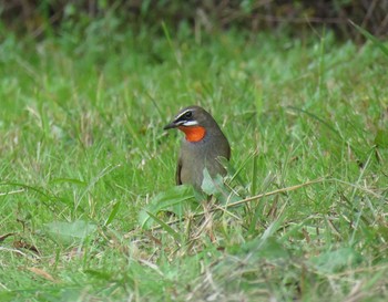 Siberian Rubythroat 大阪府 Unknown Date