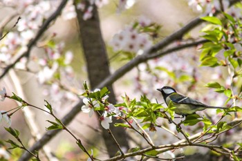 シジュウカラ 恋が浜公園(山口県下松市) 2022年4月8日(金)