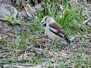 Hawfinch 大室公園 Fri, 4/8/2022