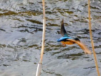 Common Kingfisher 自宅 Fri, 4/8/2022