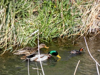 Mallard 自宅 Fri, 4/8/2022