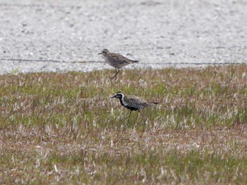 Thu, 4/7/2022 Birding report at 金田さざなみ公園(千葉県木更津市)