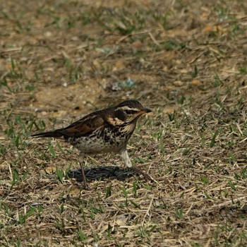 Fri, 4/8/2022 Birding report at 瀬田公園(滋賀県大津市)