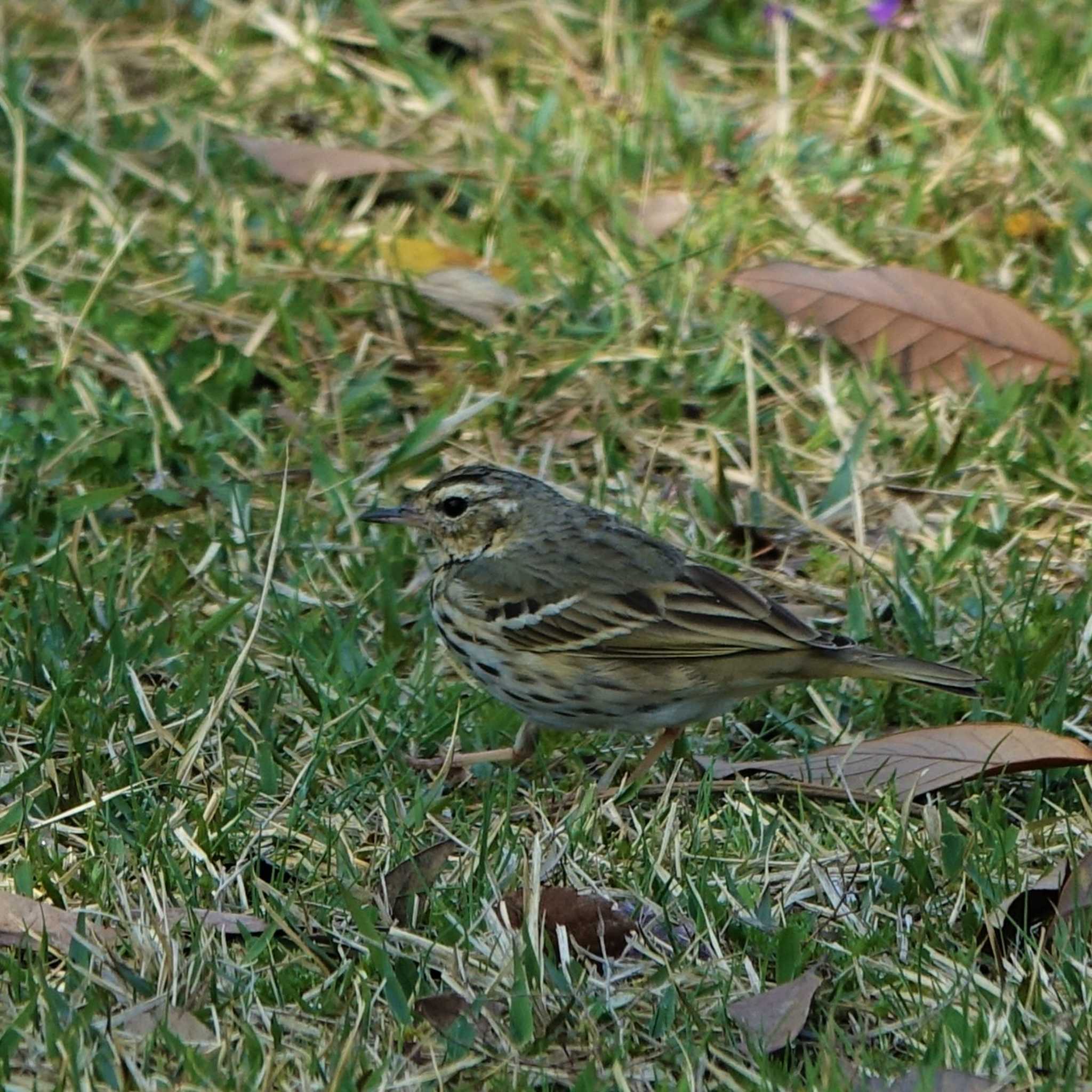 Olive-backed Pipit