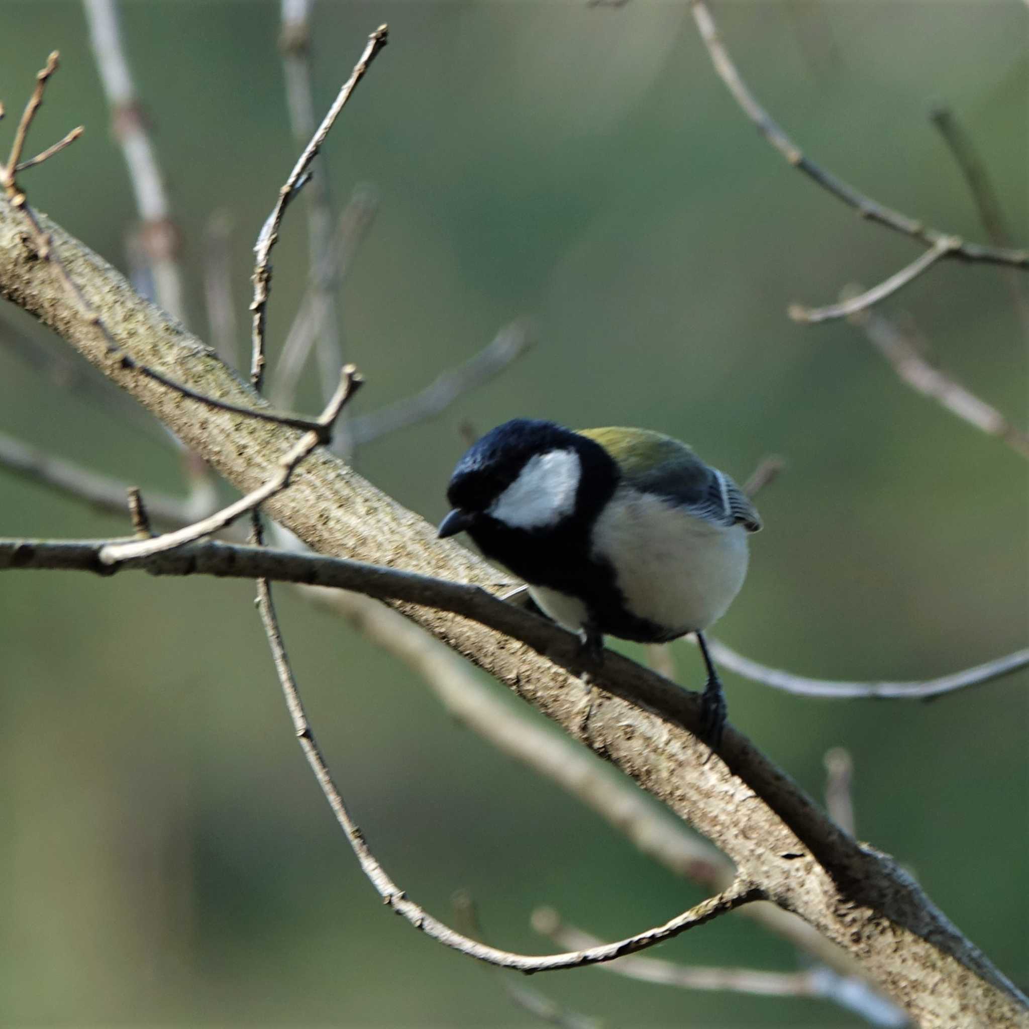 Japanese Tit