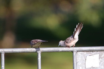 Peaceful Dove Flecker Botanical Garden(Cairns) Sat, 10/7/2017