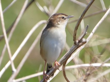 セッカ 秋ヶ瀬公園付近 2022年4月8日(金)