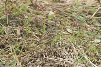 2017年11月12日(日) 滋賀県希望が丘文化公園の野鳥観察記録