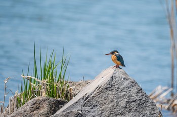 Common Kingfisher 長野県 Fri, 4/8/2022