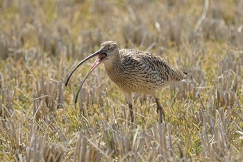 Eurasian Curlew 斐伊川河口 Thu, 4/7/2022