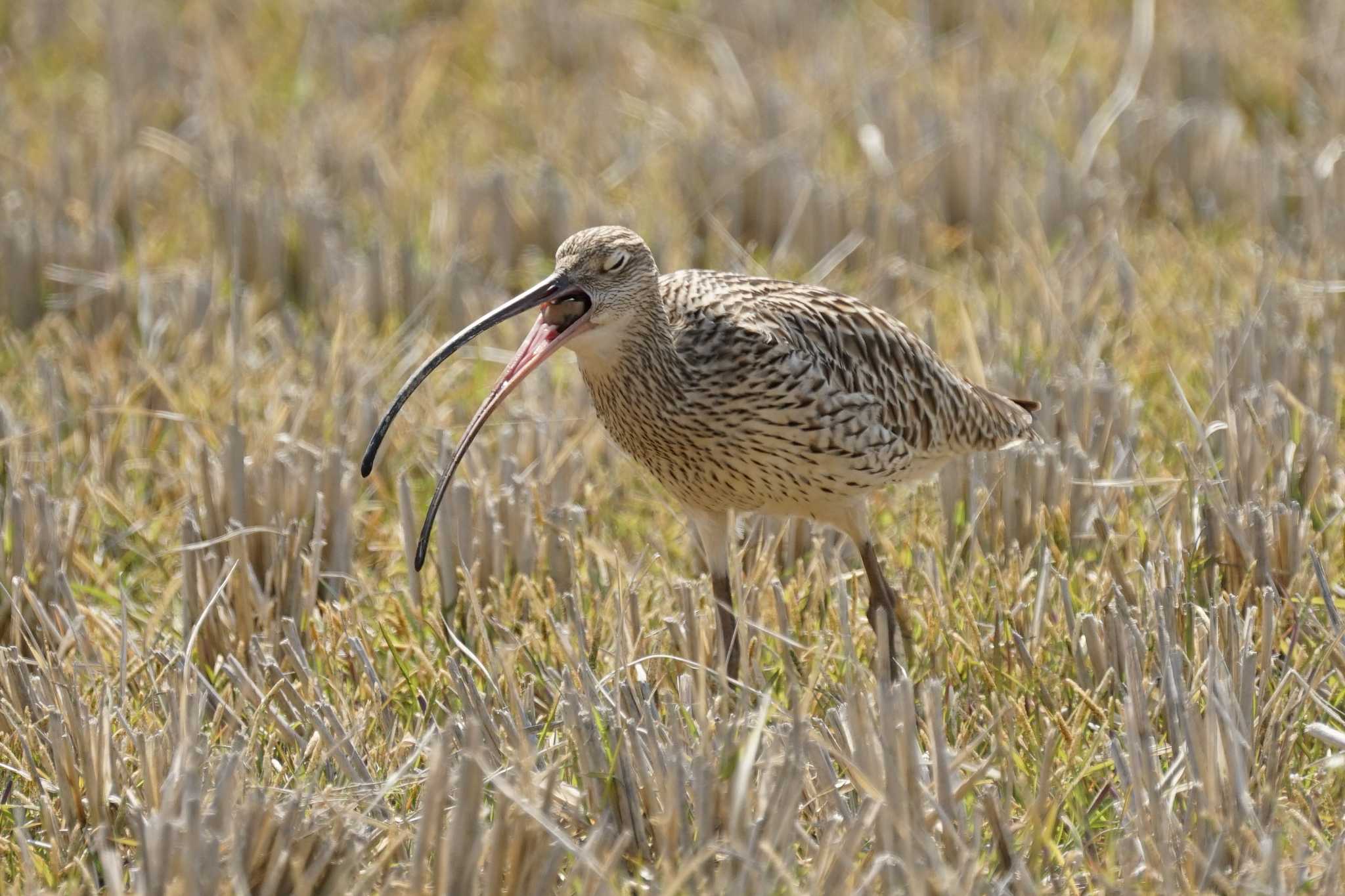 Photo of Eurasian Curlew at 斐伊川河口 by ひらも