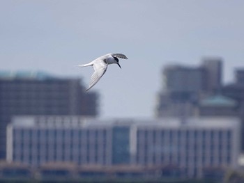 アジサシ ふなばし三番瀬海浜公園 2022年3月20日(日)