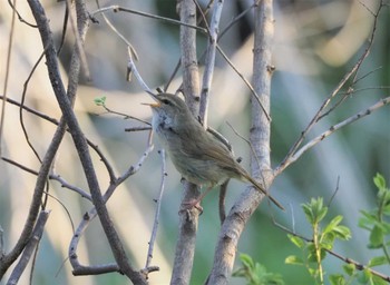 2022年4月8日(金) 秋ヶ瀬公園の野鳥観察記録