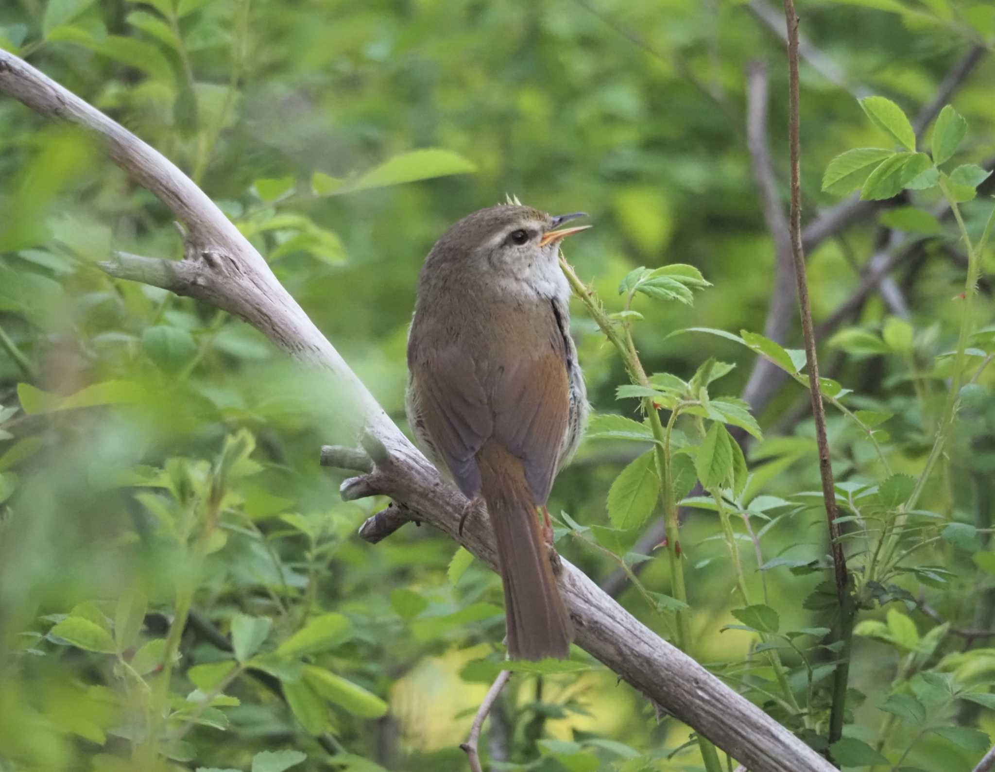 Japanese Bush Warbler