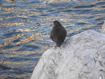 Brown Dipper あきる野市秋川（秋川橋～佳月橋） Sat, 11/11/2017