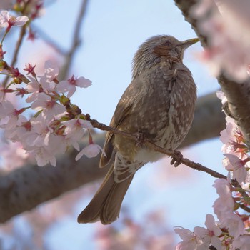 ヒヨドリ 恩田川(鶴見川合流点付近) 2022年4月2日(土)