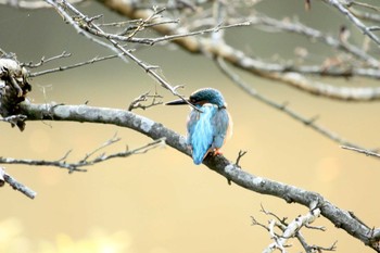 カワセミ 四季の森公園(横浜市緑区) 2017年11月12日(日)