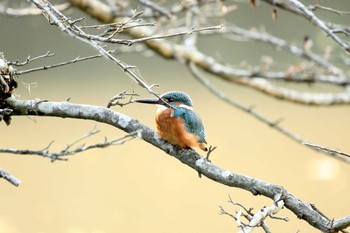 カワセミ 四季の森公園(横浜市緑区) 2017年11月12日(日)