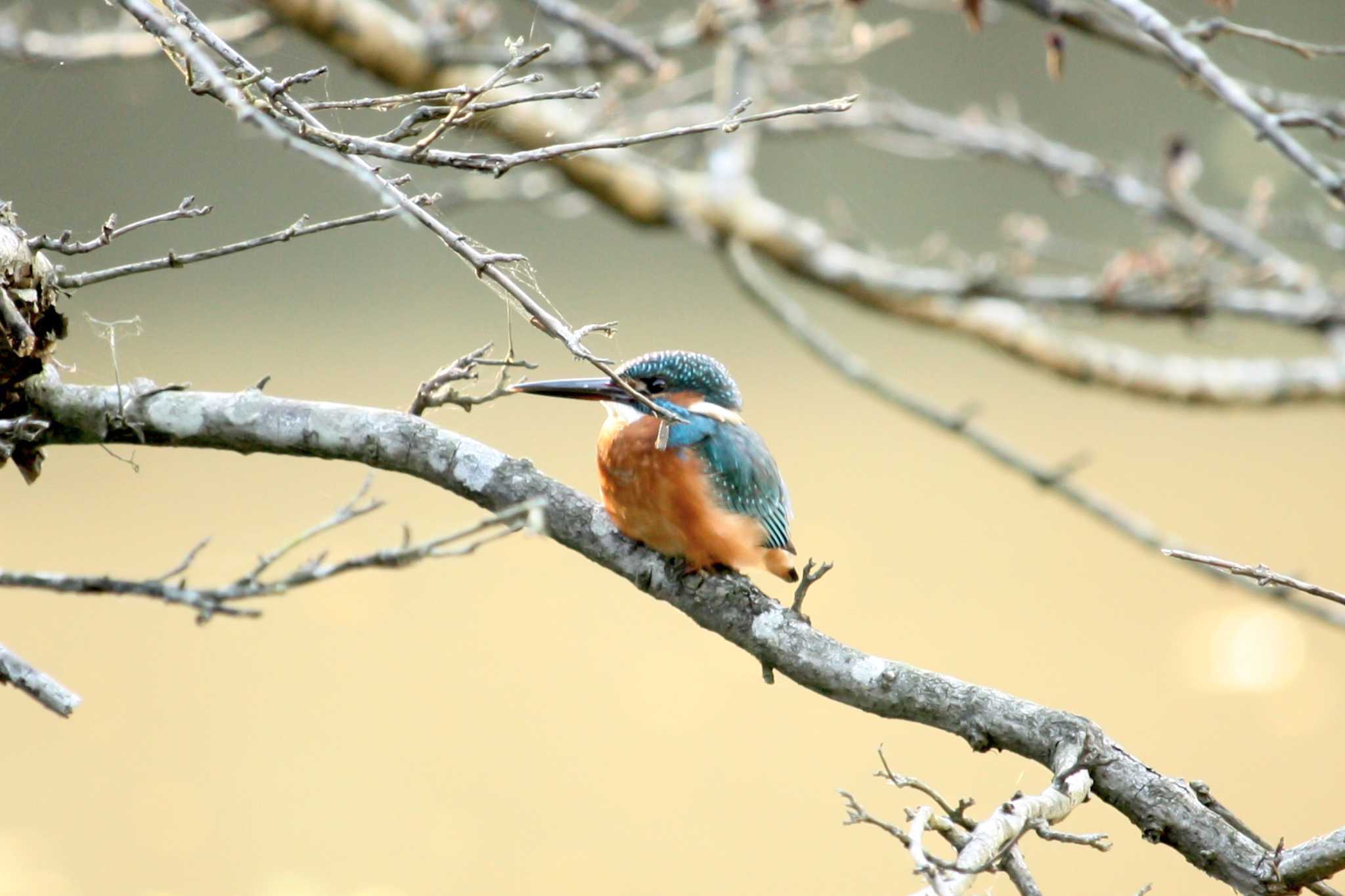 Photo of Common Kingfisher at 四季の森公園(横浜市緑区) by Yuka